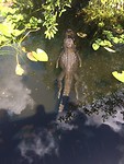 Everglades