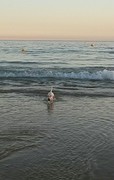 Bitch in de zee!