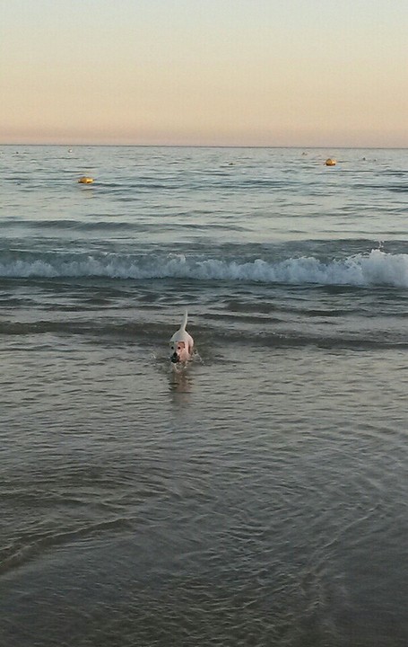 Bitch in de zee!