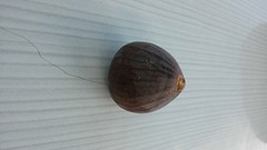 kadootje van de natuur