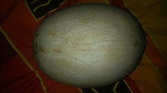 Portugese meloen