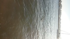 kijk een zeehond