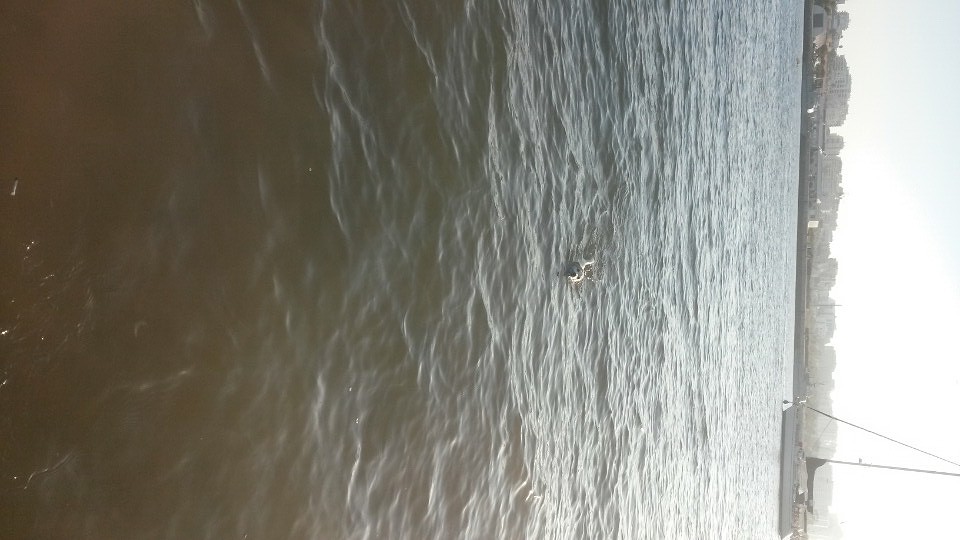 kijk een zeehond