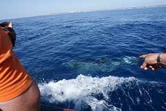 Eric wijst Perry op de dolfijn naast de boot onder water