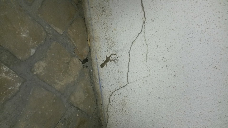 gecko 1