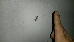 gecko 1 met maatstok:)