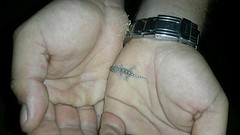 gecko 2