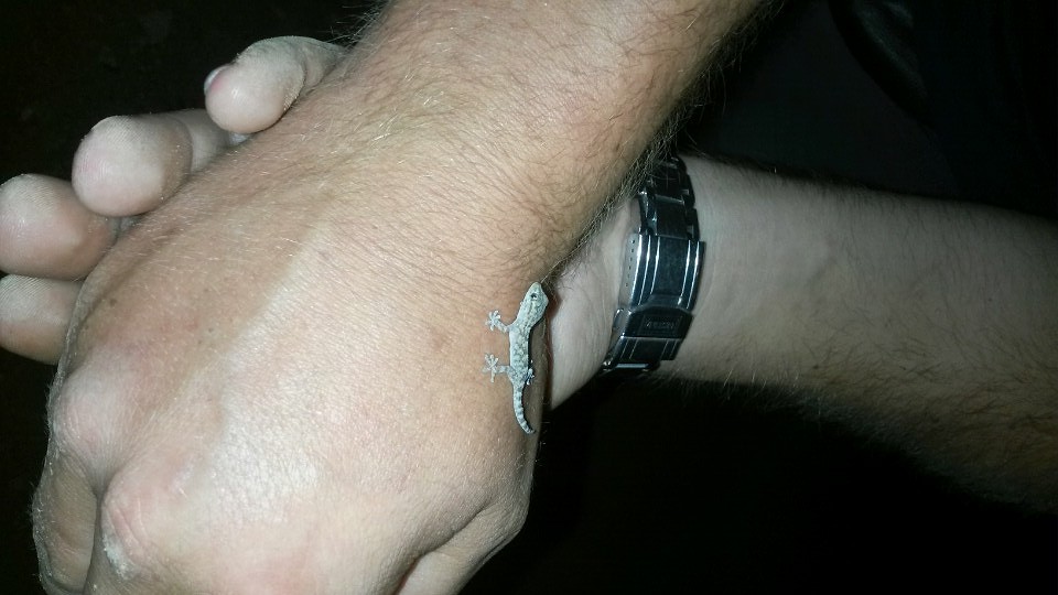 gecko 2