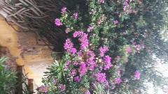 eindelijk bloemen, die groeien hier dus in de winter:)