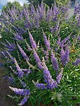 IMG-20230705-WA0036
