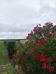 IMG-20230705-WA0035