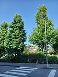 IMG-20230717-WA0030