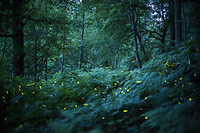 Foto_vuurvliegjesSint_Jansberg_Bos_Luijks_0