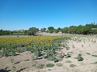 De zonnebloemen 🌻🌻🌻🌻🌻🌻🌻