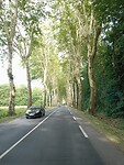 De bomen onderweg