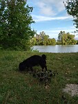 Gipsy aan de Seine