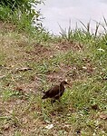 Loopvogel