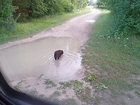 Gipsy vanmorgen, afkoelen in de plas