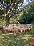 De schapen