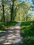 Geijsteren on het bos