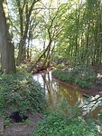 Beekje in het bos