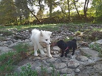 Nico en Gipsy spelen langs de waterkant