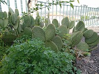 Cactussen
