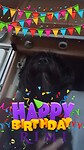 Gipsy 1 jaar