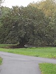 Prachtige boom langs het water