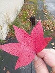 Herfstblad in Gien, mooie plaats