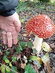 De allereerste en groot!