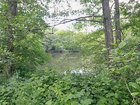 De verrassing in het bos