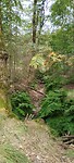 Het bos is ongerept