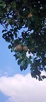 En peren 🍐