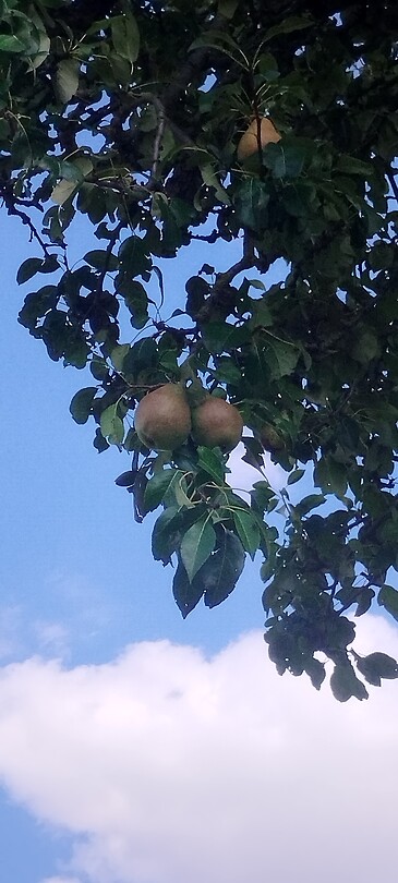 En peren 🍐