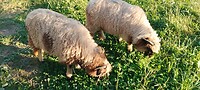 De schapen met staart bij het huis achter ons