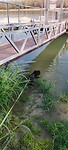 Gipsy in het water, afkoelen!!!