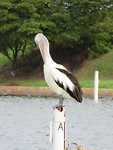 IMG_4781