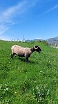 Conversatie met een local