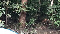 Gave video van troep Makak die passeren