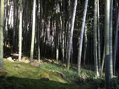 Bamboe bos