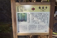 Bamboe bos