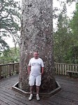 Kauri boom