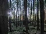 Lord of the Rings bos ....