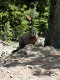 Marmot