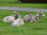 Bij iemand in de voortuin
