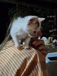 Kitten knuffelen