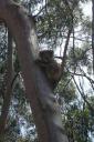 De enige wakkere koala...