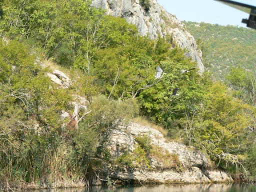 NP Krka 41