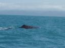whales!
